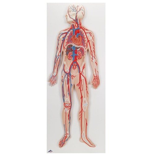 전신혈관시스템 (G30)