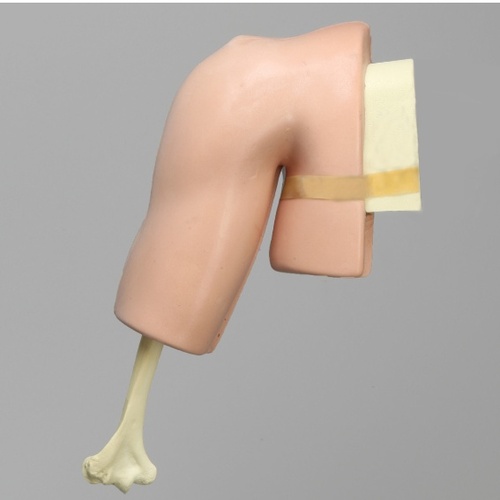 어깨 관절경 실습모형(1509-38)