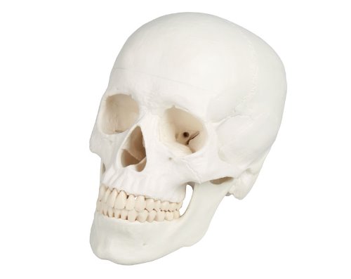 두개골 - 3분리 (E4500)
