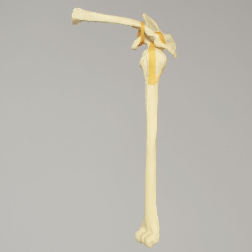 Sawbones 어깨 (1020-10)