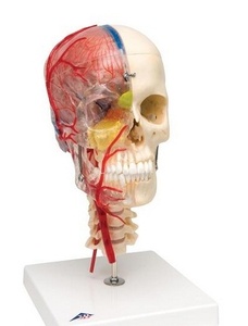 경추두개골 - 7분리, 뇌포함 (A283)