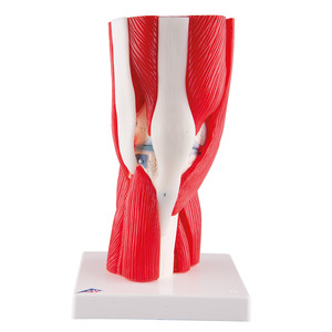 무릎관절/근육 - 12분리 (A882)