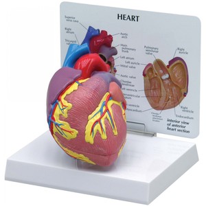 심장모형 - 2분리 (G250)