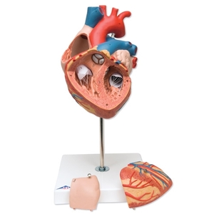 심장모형 - 2배확대, 4분리 (G12)