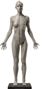 미니전신근육 - 여성 (VA2)