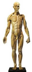 미니전신근육 - 남성 (VE1)