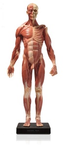 미니전신근육 - 남성 (VE3)