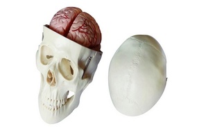 두개골 - 뇌포함 (104E)