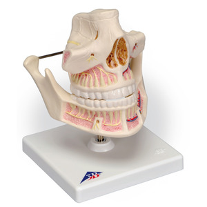 치아발달 - 성인 (VE281)