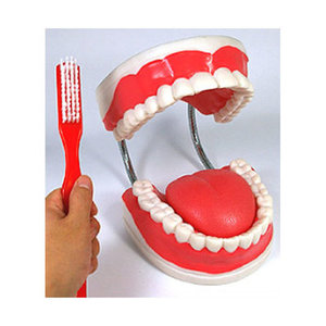 치아관리실습모형 (0312D) 