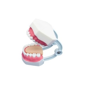 치아관리실습모형 (403B)