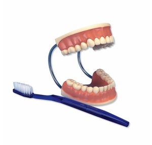치아관리실습모형 (D16)