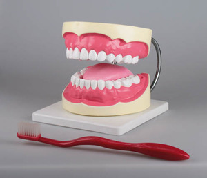 치아관리실습모형 (D216)