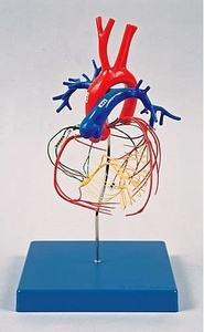 관상동맥모형(심장)