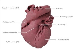 DICOM 심장모형, 전문가용