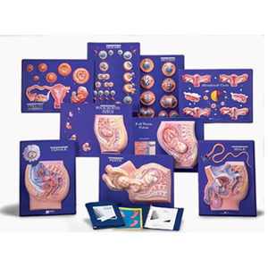 교재 - 남,여 생식기관, 임신 태아 SET (W40211)