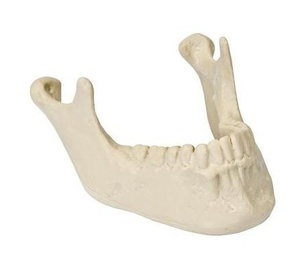ORTHObones - 하악골과 치아 (W19120)