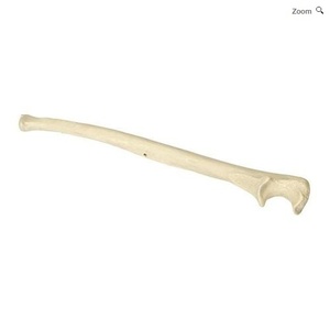 ORTHObones - 좌측 척골 (W19132)