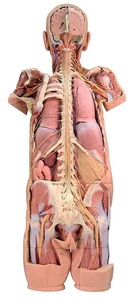 Nervous System Dissection (posterior view) (1400)