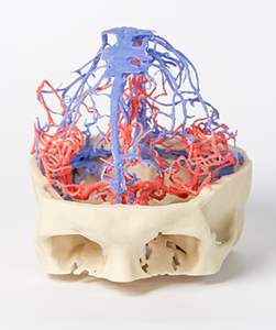 3D_두개골 동맥과 정맥의 순환(1640)