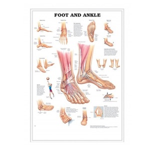 차트 - 입체, 발과 발목 (9795)