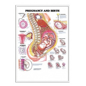 차트 - 입체, 임신과 출산 (9980)