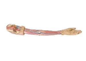 팔근육 - 3D (1500)