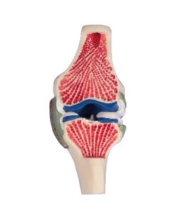 무릎관절 - 단면 (E4570)