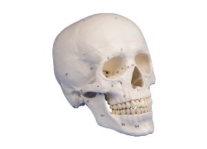 두개골 - 3분리, 숫자표시 (E4505)