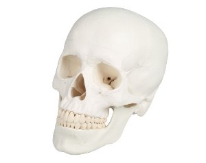두개골 - 3분리 (E4500)