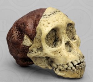 오스트랄로피테쿠스 아프리카누스 두개골