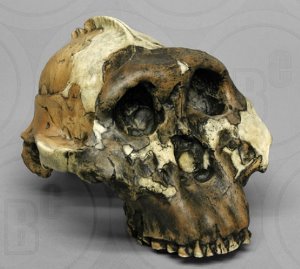오스트랄로피테쿠스 보이세이 두개골