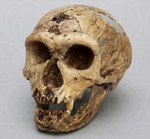 네안데르탈인 라샤펠오생 두개골