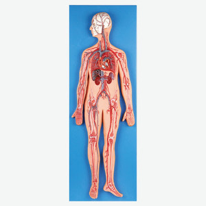 전신혈관시스템 (A16001 )