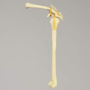 Sawbones 어깨 (1020-10)
