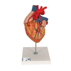 심장모형 - 2배확대, 4분리 (G06)