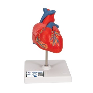 심장모형 - 2분리 (G08)