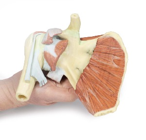 [MP1527] 우측 어깨 심부 해부모형 - 3D 아나토미