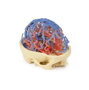 MP1640 3D 아나토미 두개골 동맥과 정맥