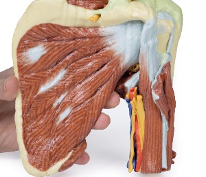 [MP1525] 좌측 어깨 심부 해부모형 - 3D 아나토미