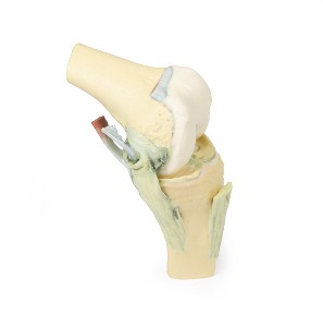 [MP1800] 굽힌 무릎관절 - 3D 아나토미